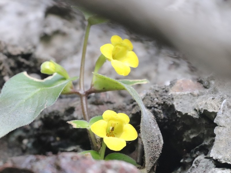 Microchirita striata photo 2
