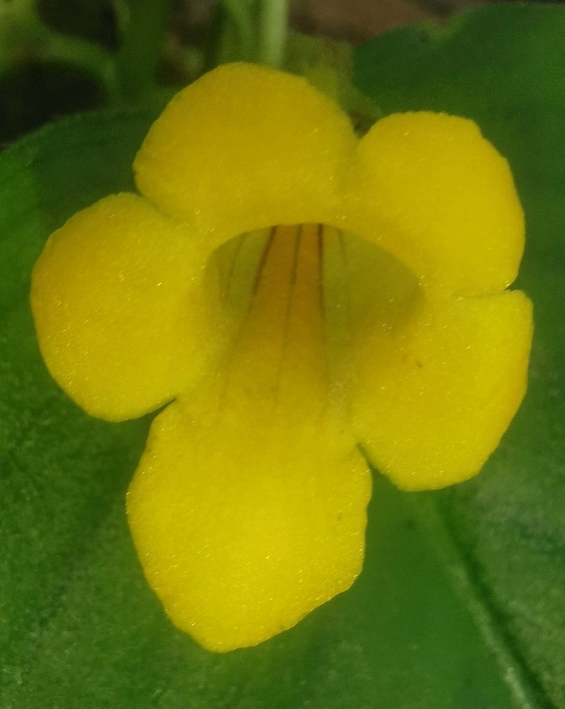 Microchirita striata photo 3