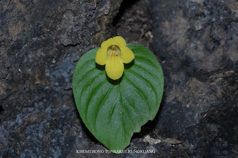 Microchirita striata photo 5