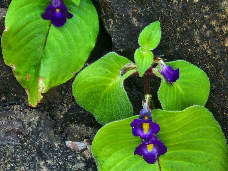 Microchirita suwatii