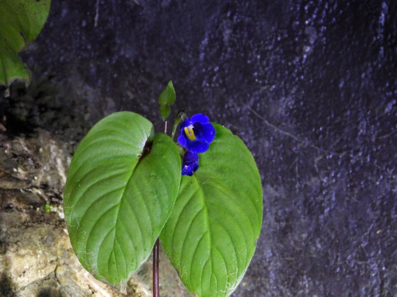 Microchirita suwatii photo 2