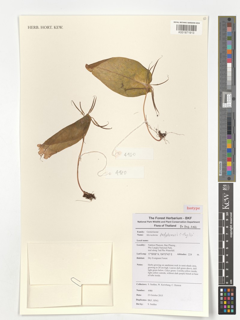 Microchirita tadphoensis