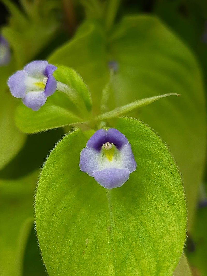 Microchirita tetsanae photo 2