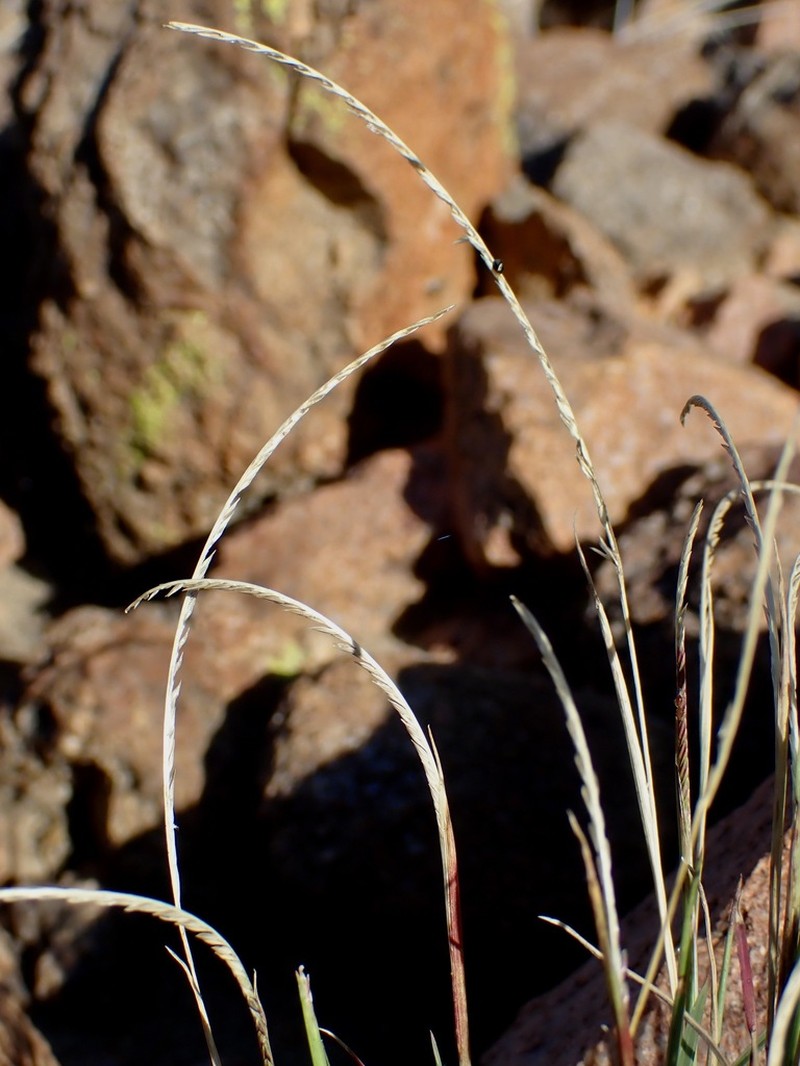 Kunth's Smallgrass