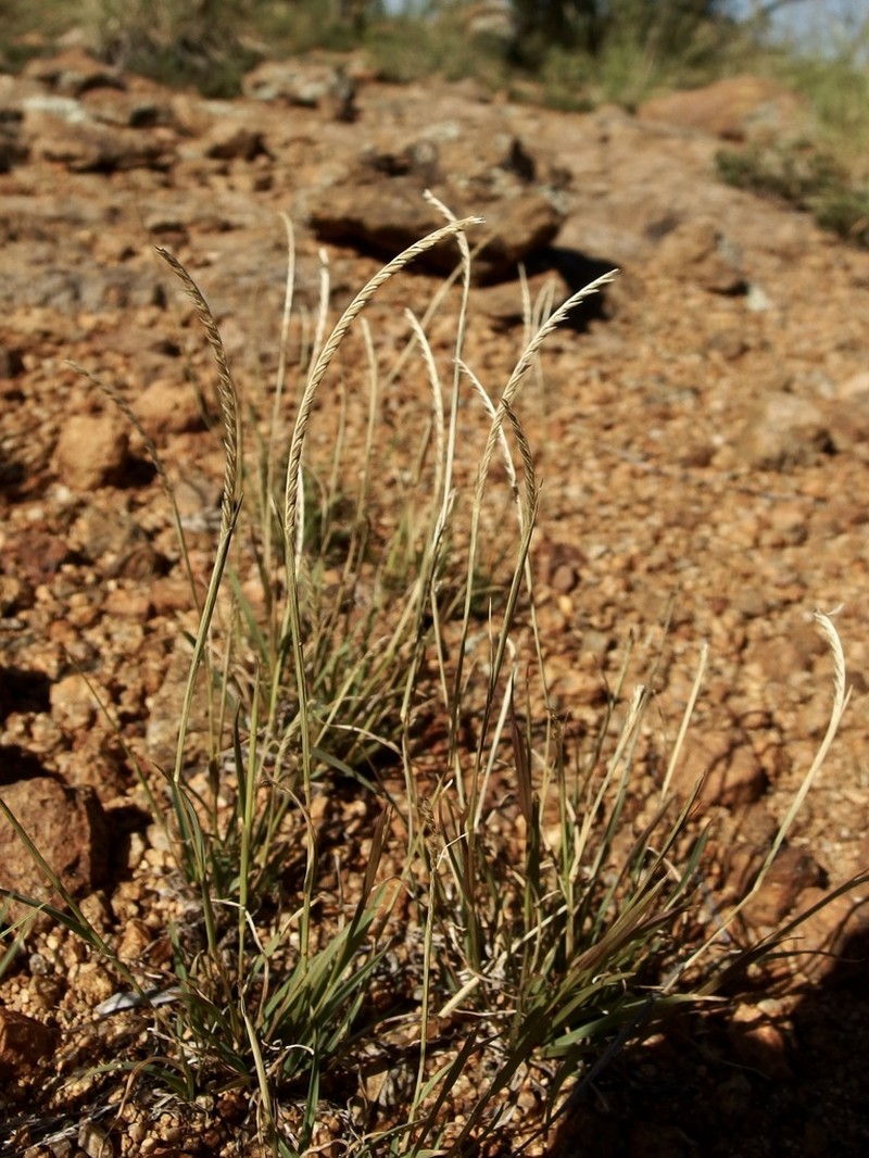 Kunth's Smallgrass photo 2