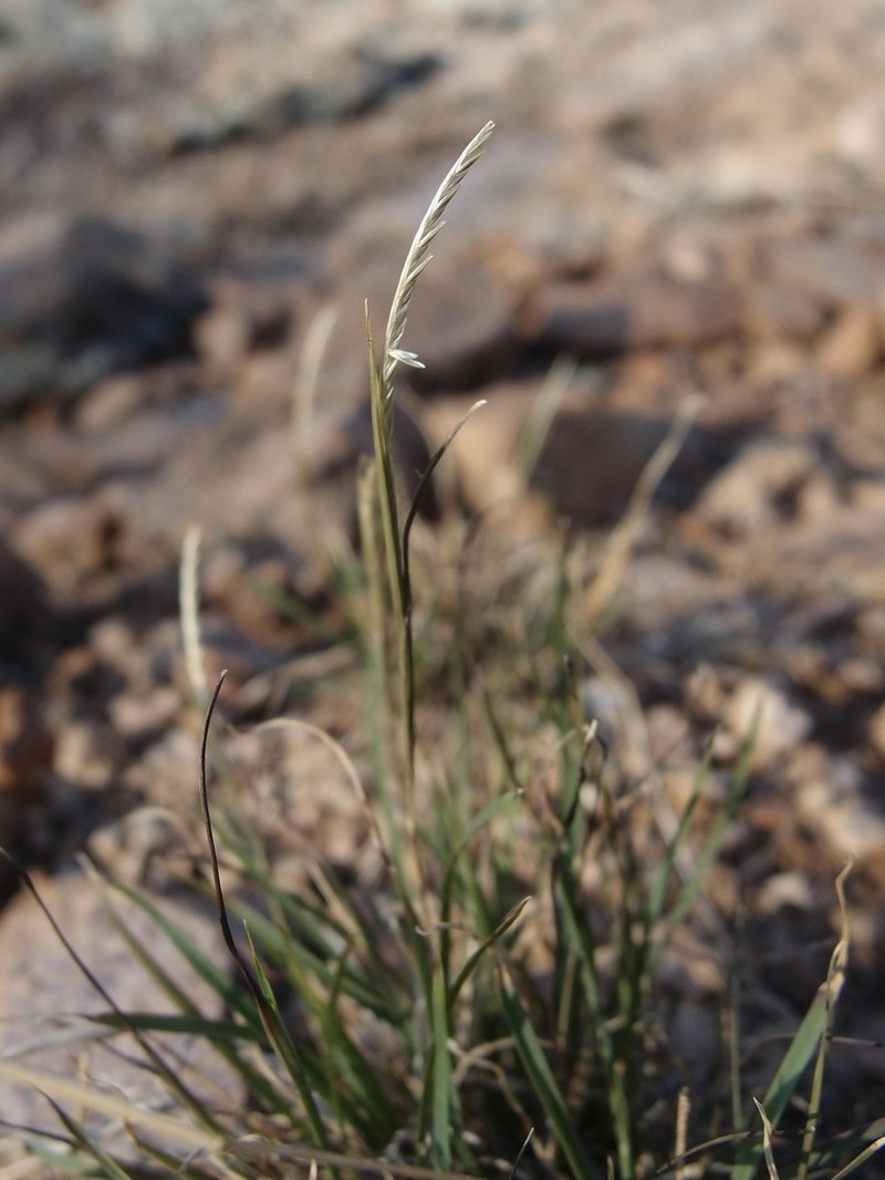 Kunth's Smallgrass photo 3