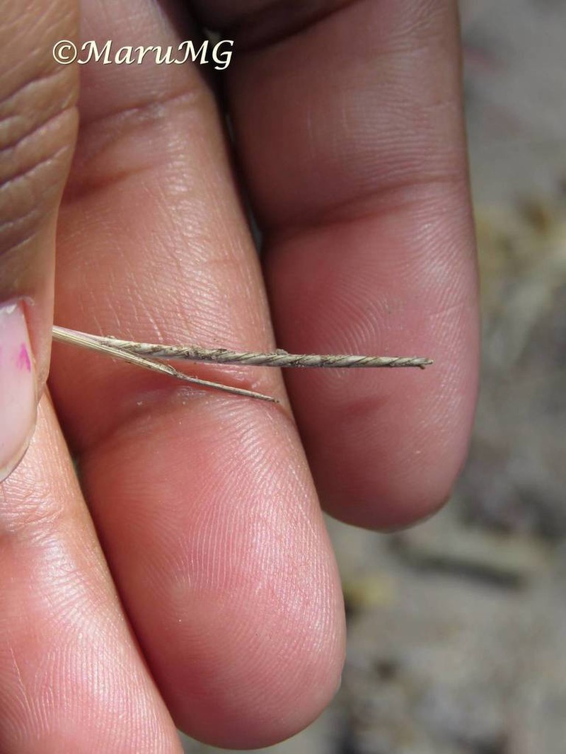 Kunth's Smallgrass photo 4