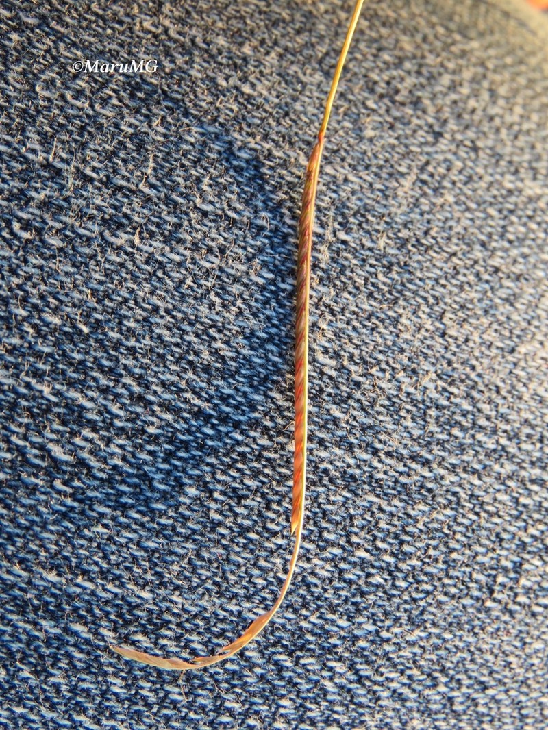 Kunth's Smallgrass photo 5