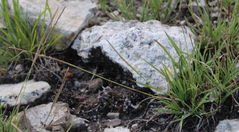 Kunth's Smallgrass photo 6