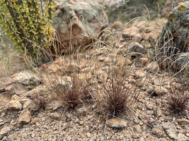 Kunth's Smallgrass photo 7