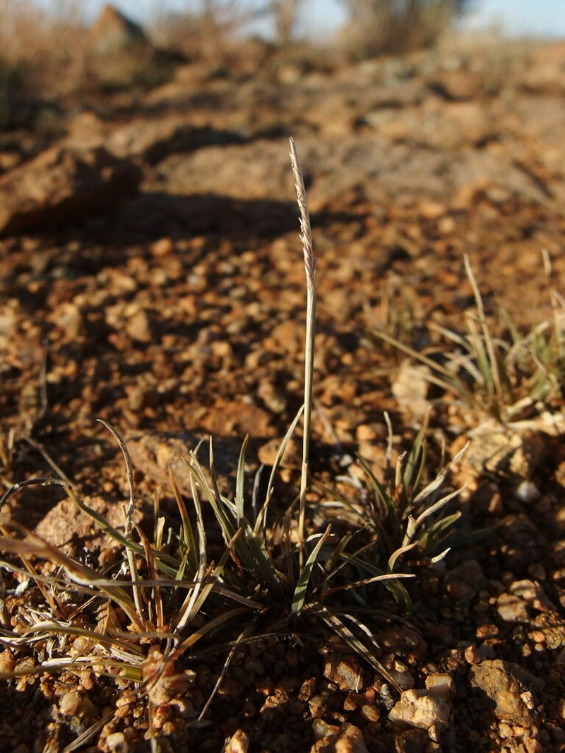 Kunth's Smallgrass photo 8