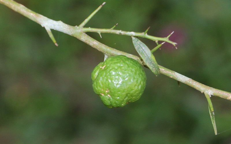 Australian Round Lime