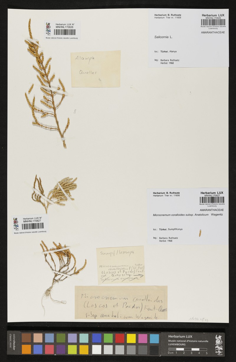 Microcnemum coralloides subsp. anatolicum