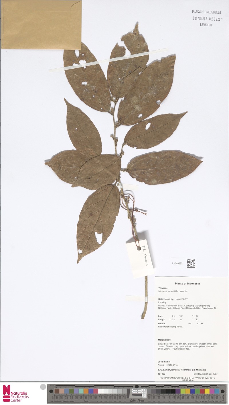 Microcos antidesmifolia var. hirsuta