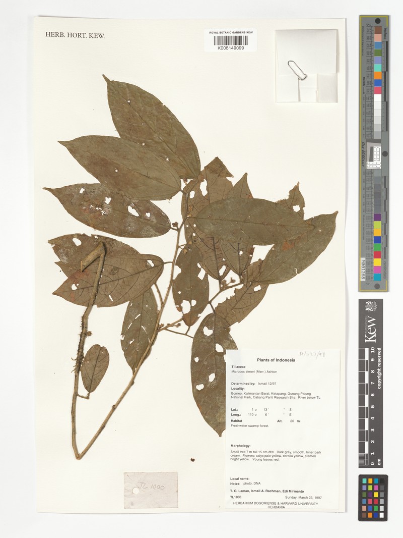 Microcos antidesmifolia var. hirsuta photo 2