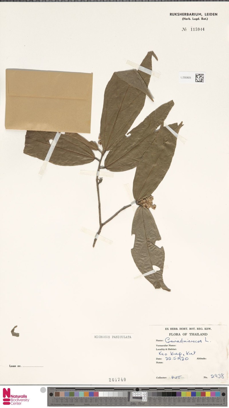 Microcos bifurcata