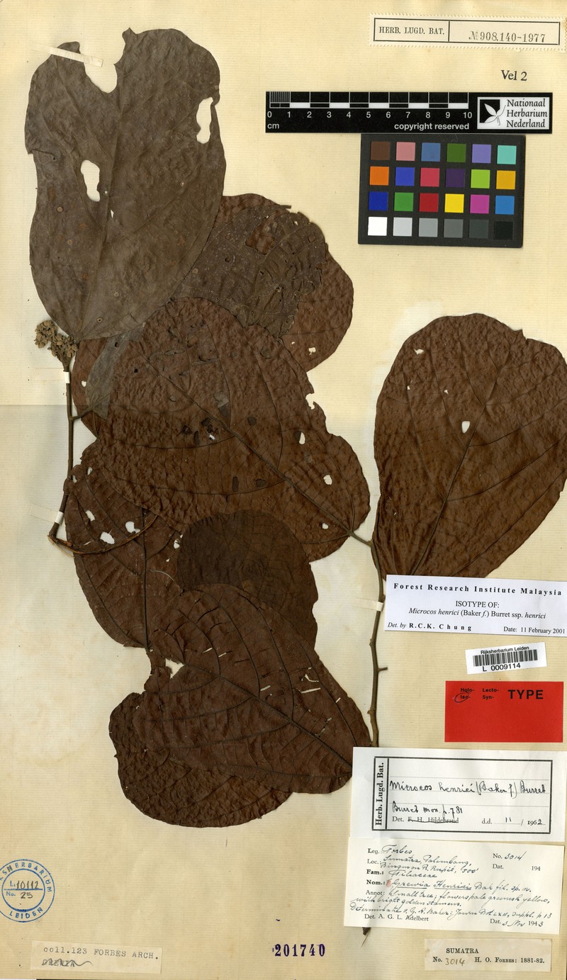 Microcos henrici subsp. henrici