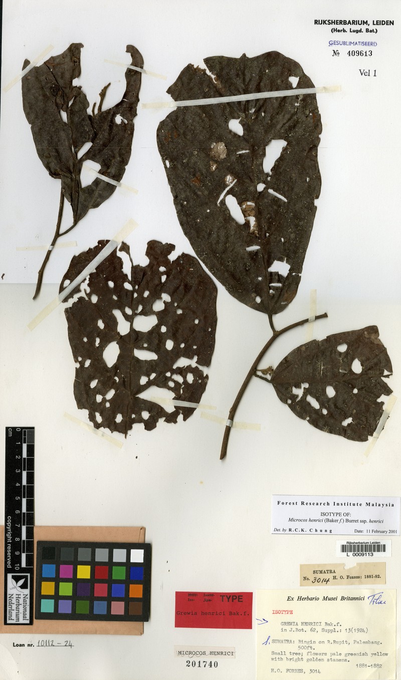 Microcos henrici subsp. henrici photo 2