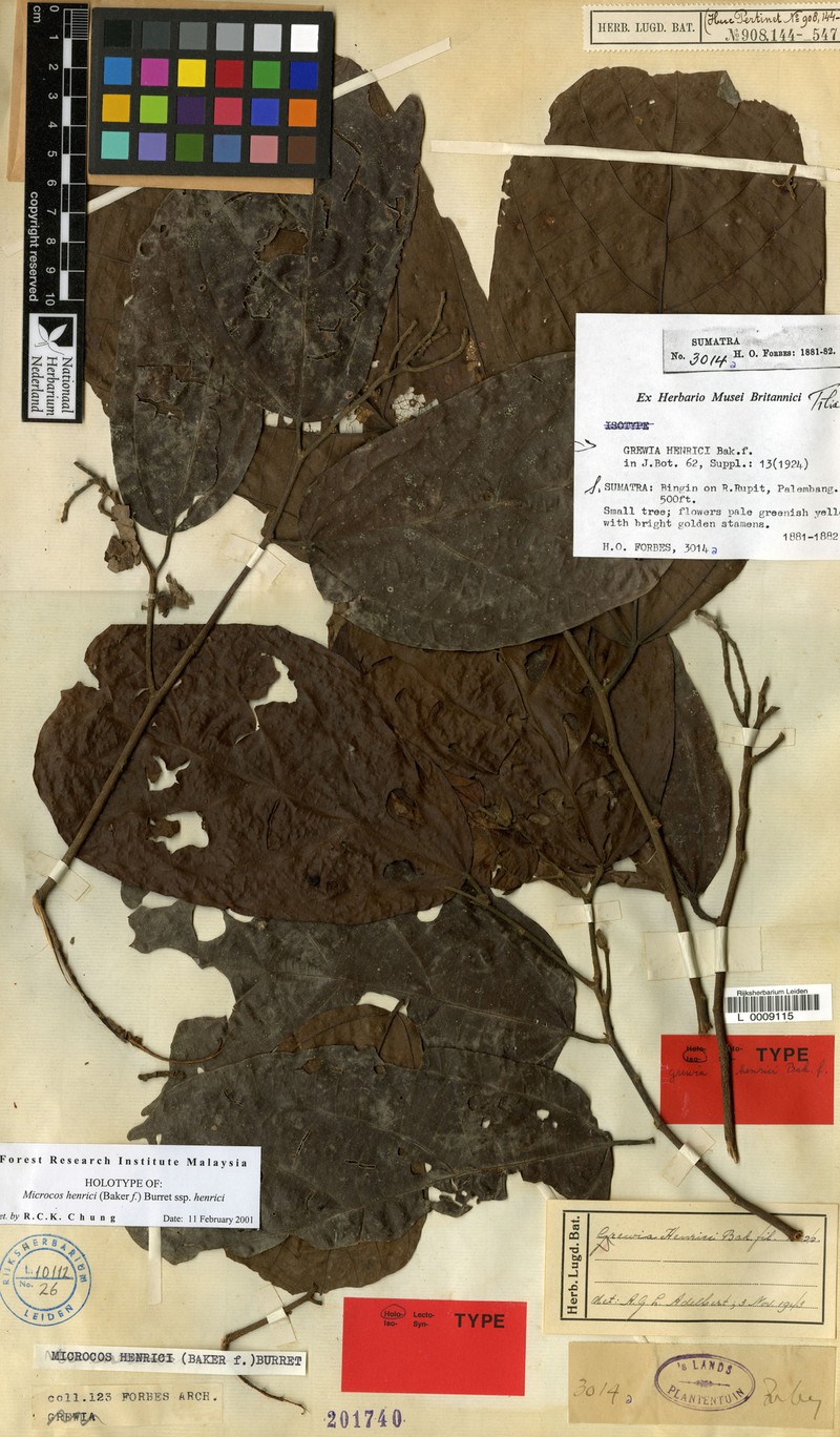 Microcos henrici subsp. henrici photo 3