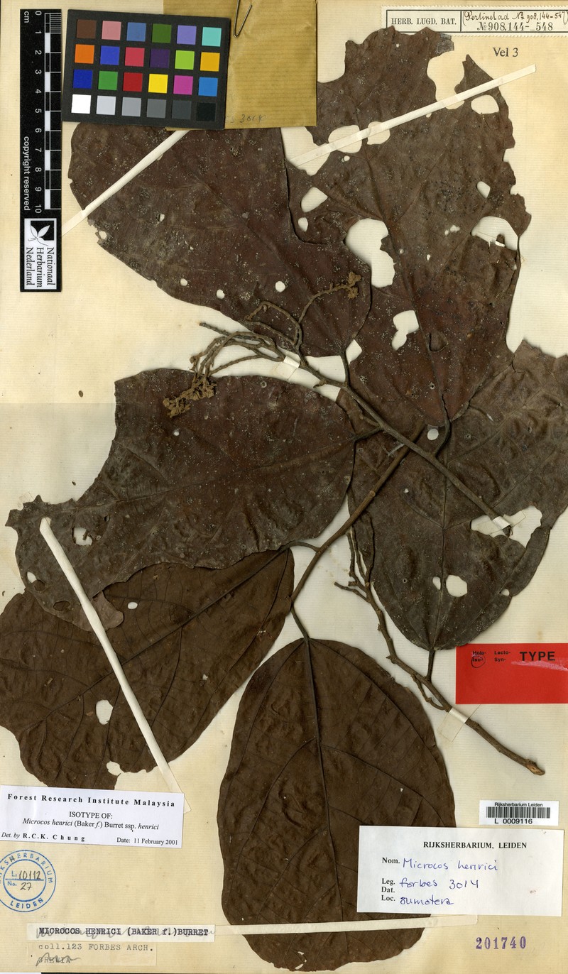 Microcos henrici subsp. henrici photo 4