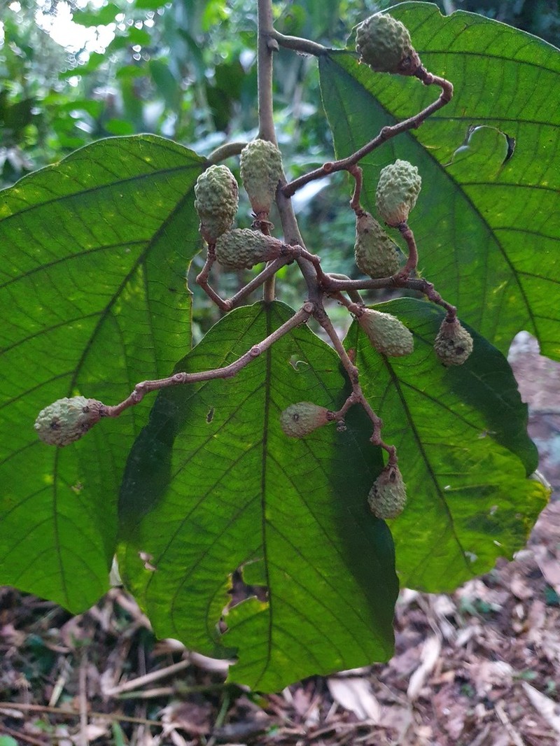 Microcos magnifica