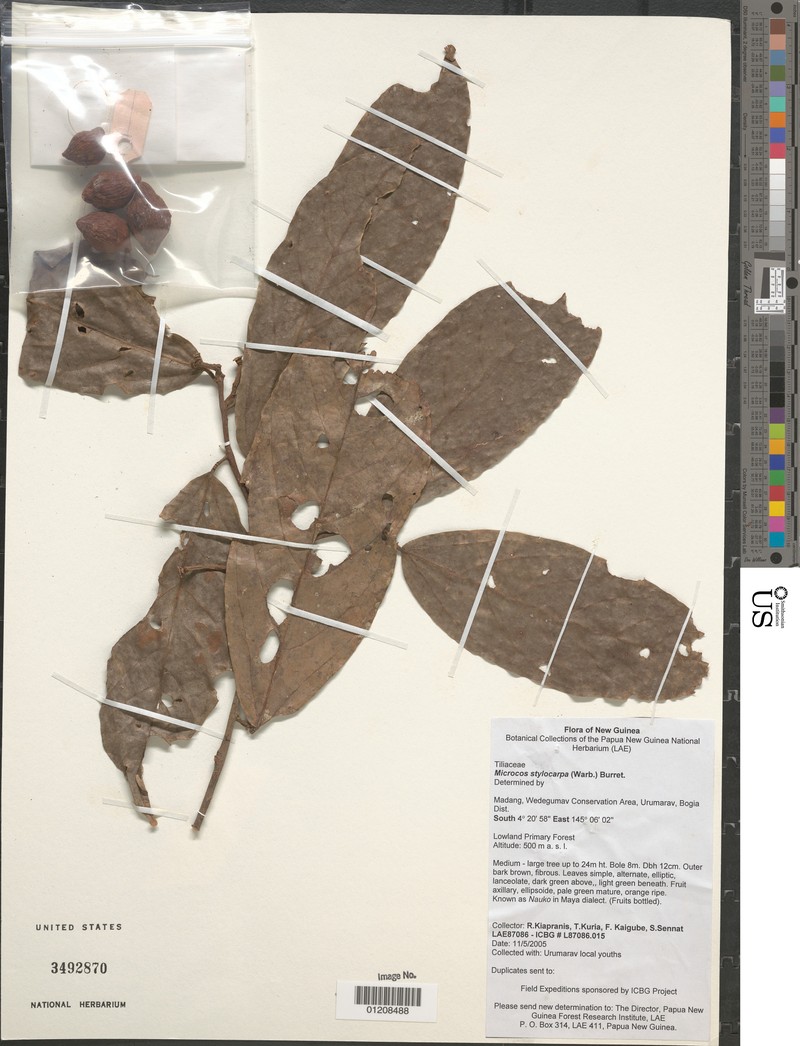 Microcos triflora var. triflora