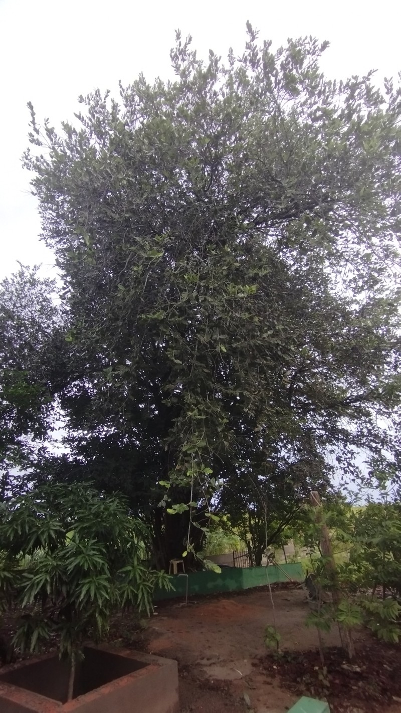 Oiticica
