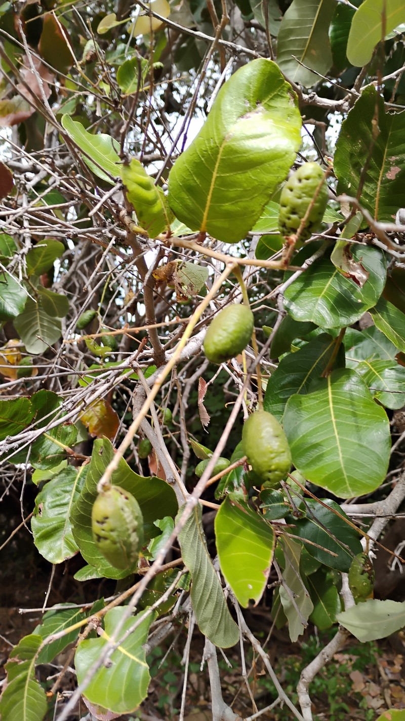 Oiticica photo 2