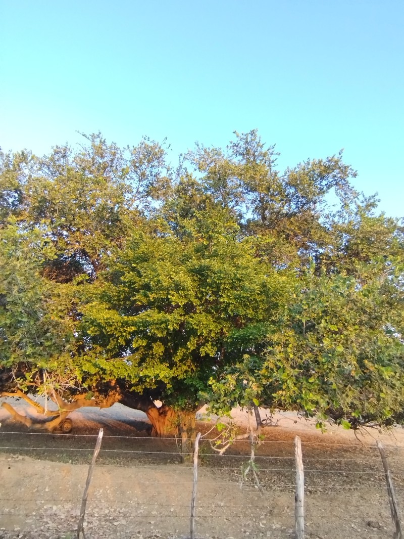 Oiticica photo 3