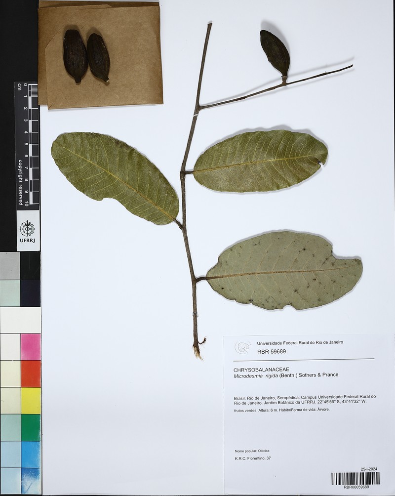 Oiticica photo 7
