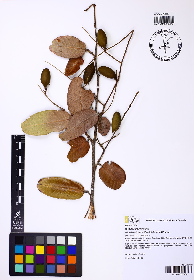 Oiticica photo 8