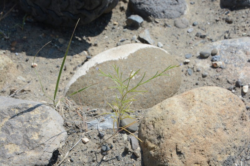 Littleflower Ipomopsis