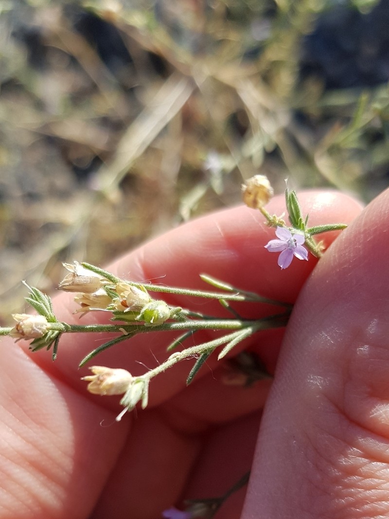 Littleflower Ipomopsis photo 2