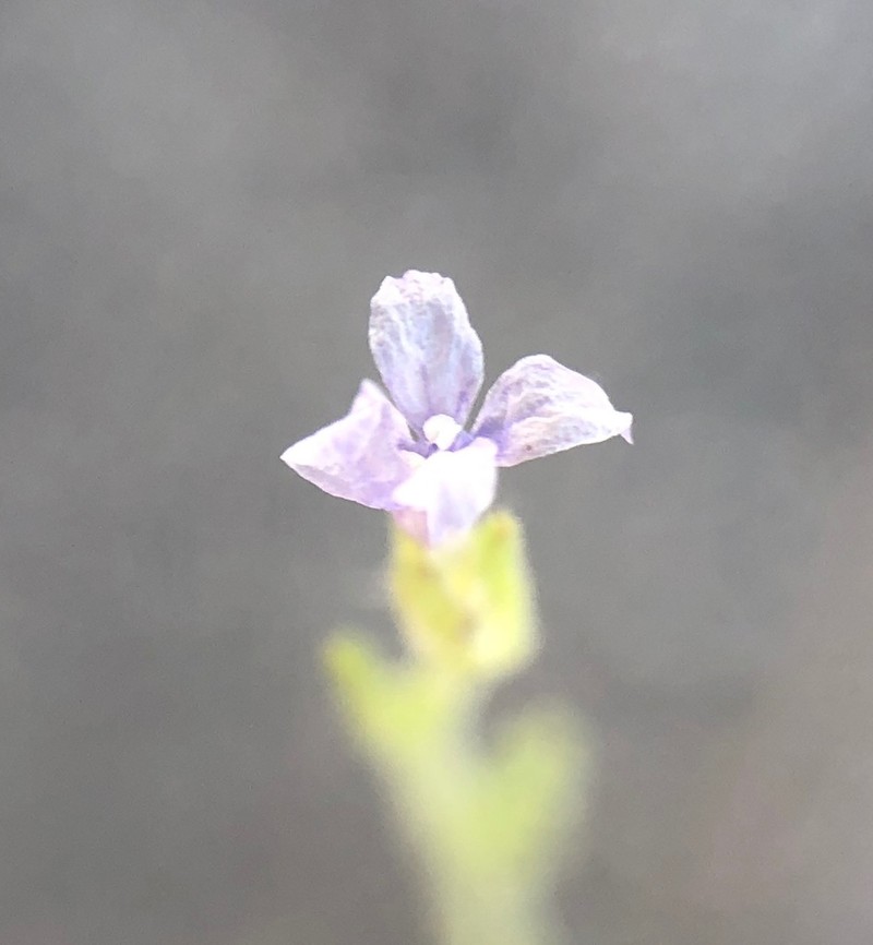 Littleflower Ipomopsis photo 4