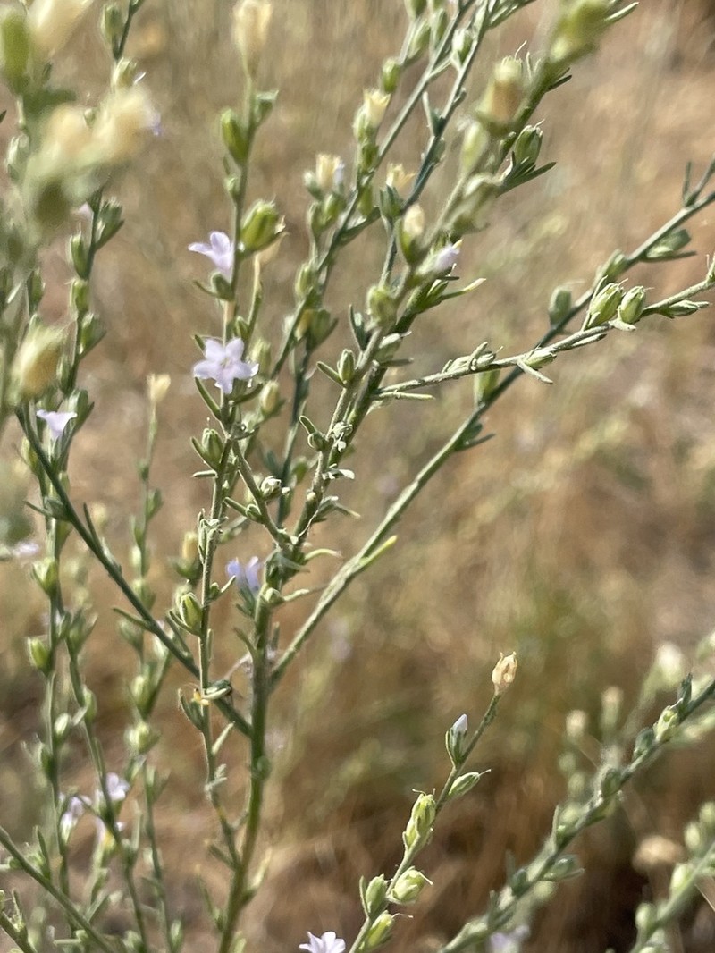 Littleflower Ipomopsis photo 7
