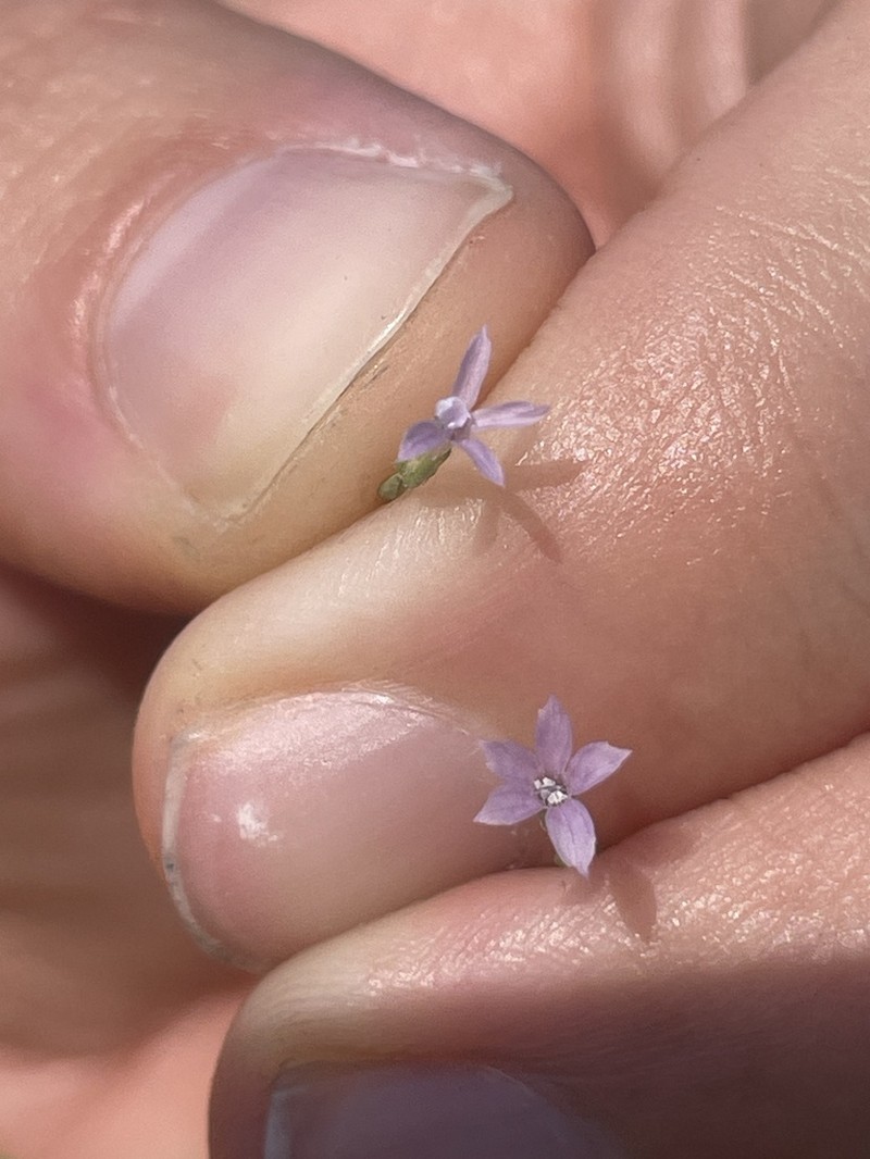 Littleflower Ipomopsis photo 8