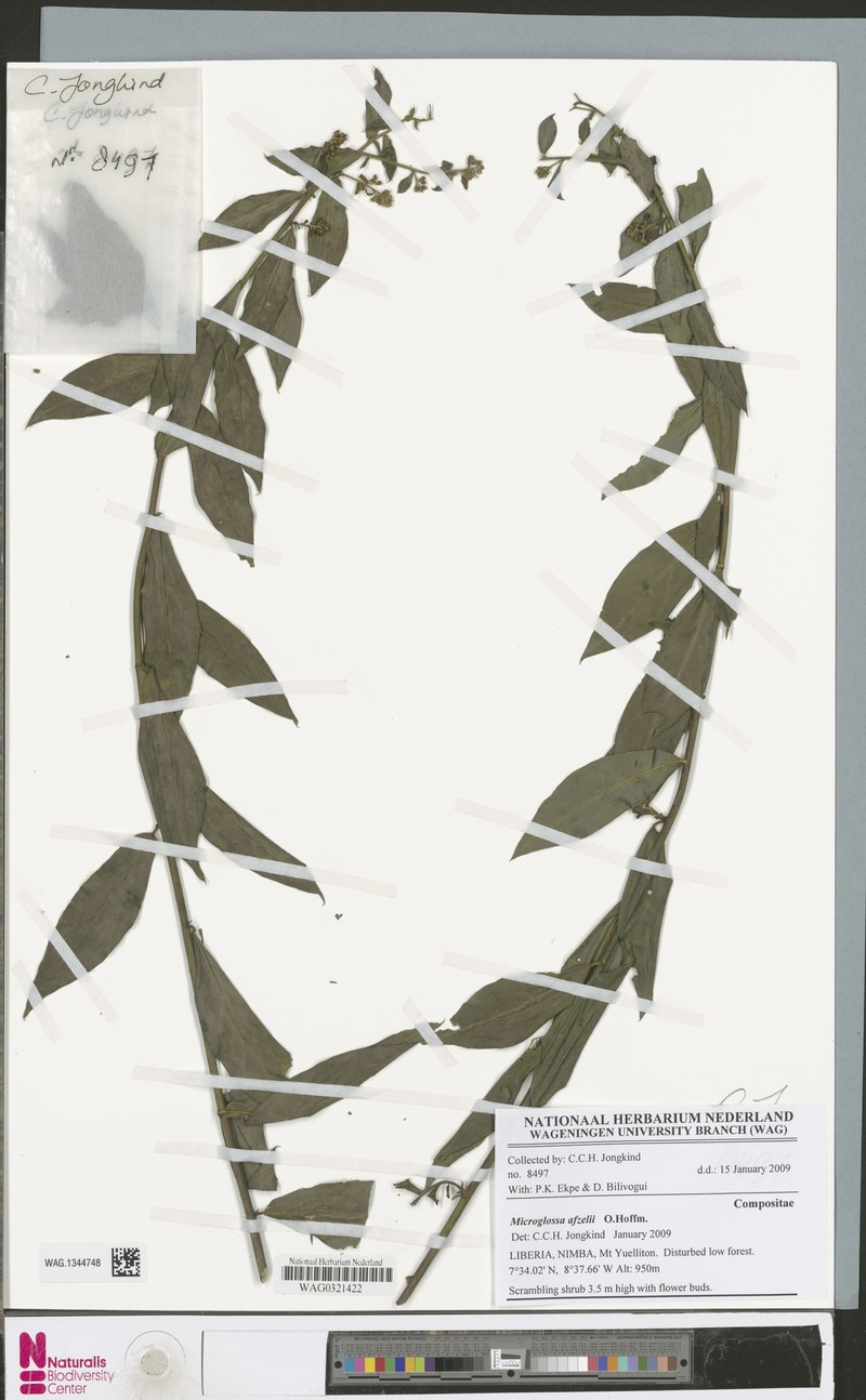 Microglossa afzelii