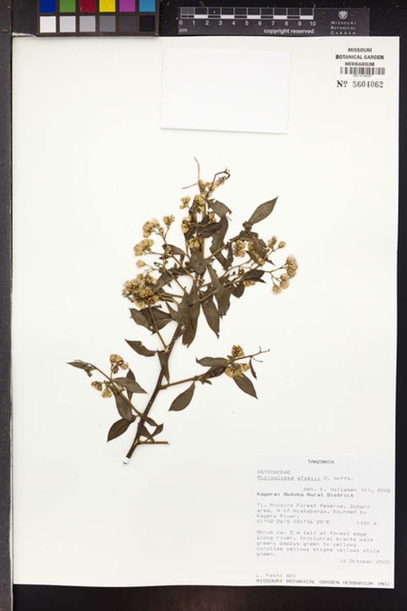 Microglossa afzelii photo 4
