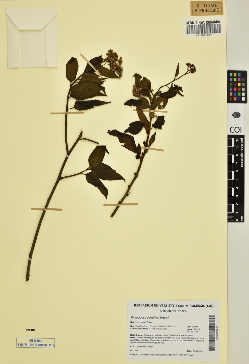 Microglossa densiflora