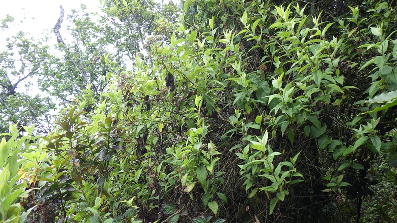 Microglossa densiflora photo 2