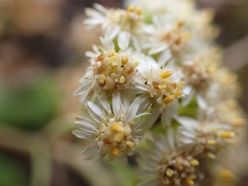Microglossa densiflora photo 3