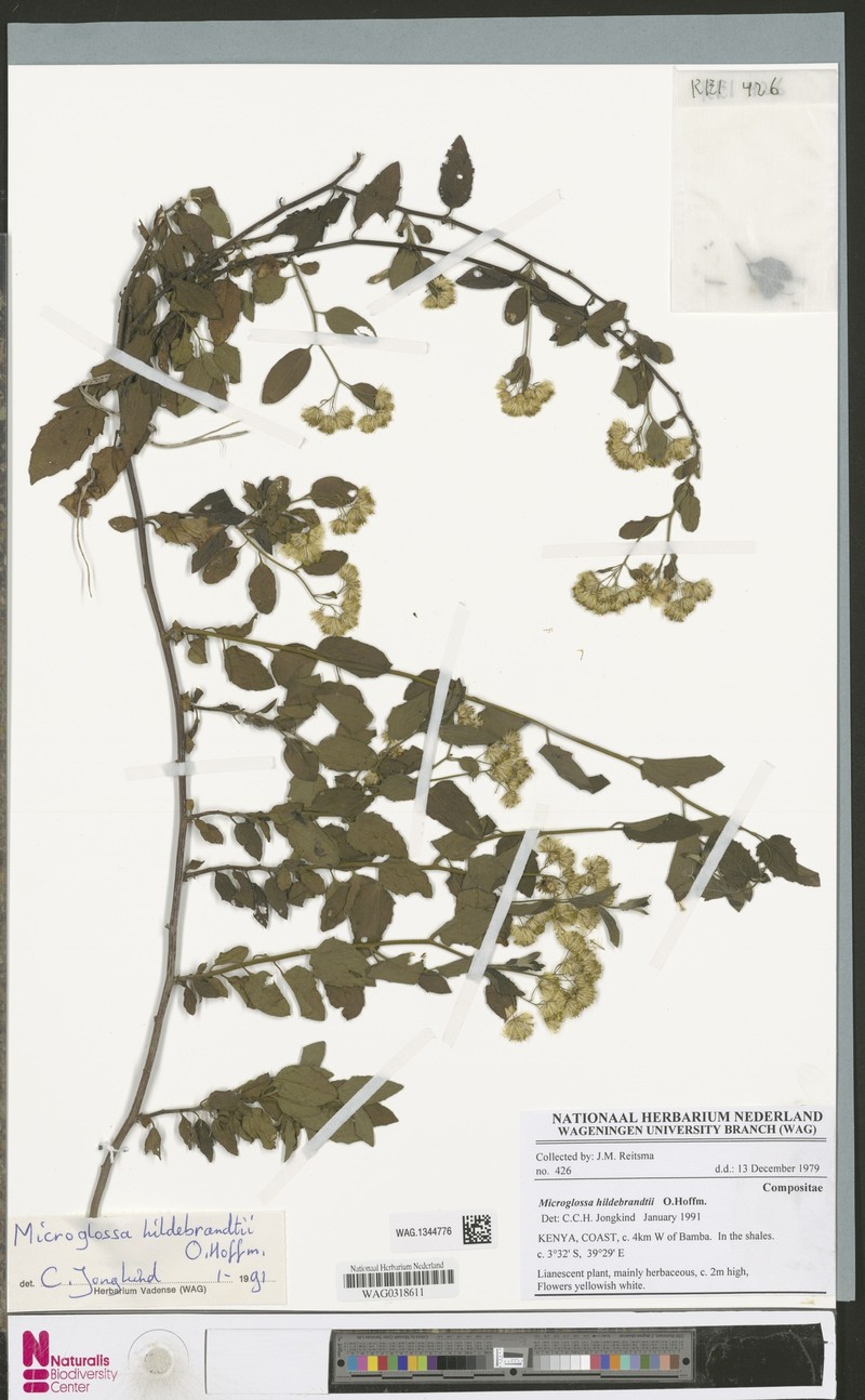 Microglossa hildebrandtii photo 2