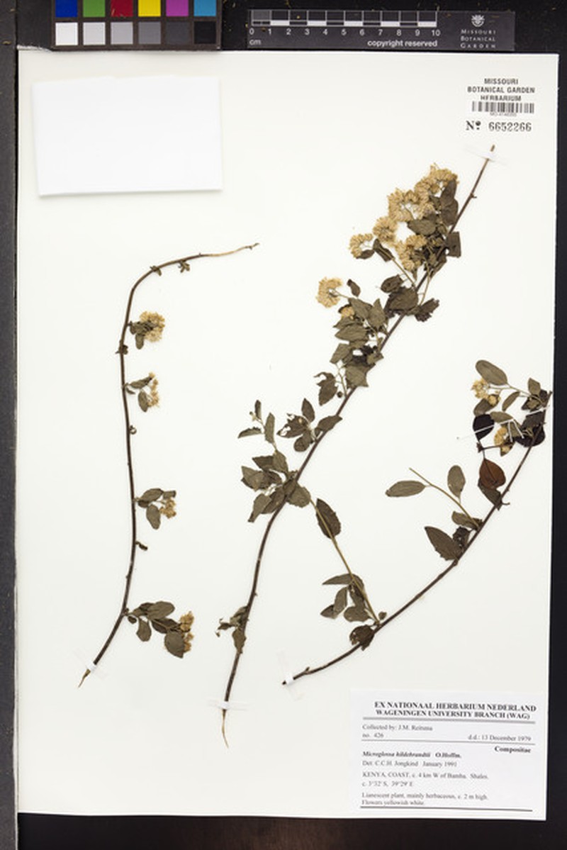 Microglossa hildebrandtii photo 3