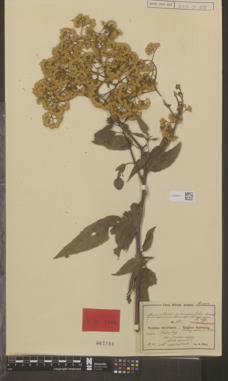 Microglossa longiradiata