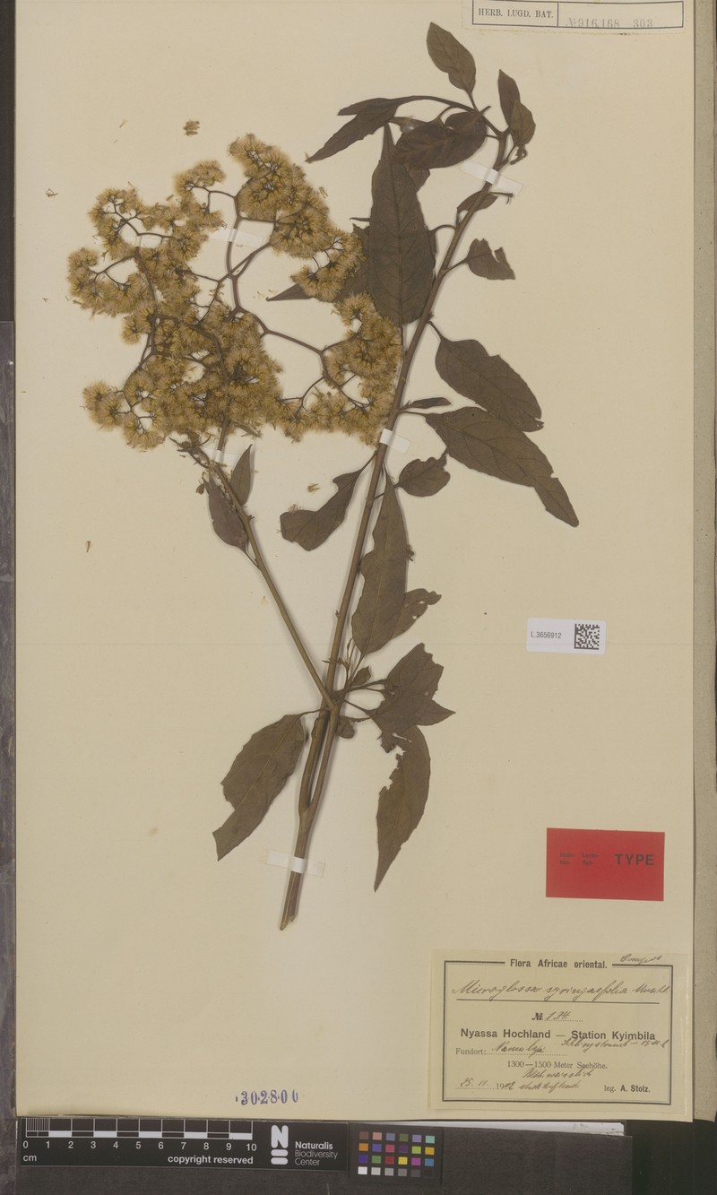 Microglossa longiradiata photo 2