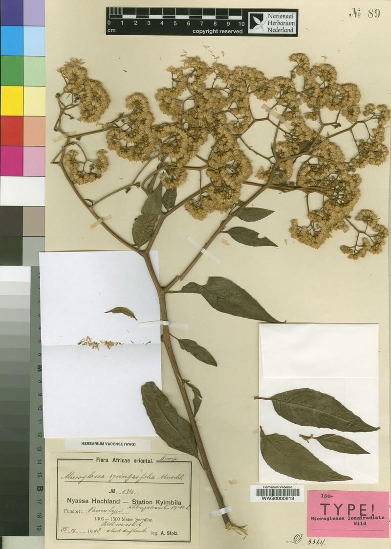 Microglossa longiradiata photo 3