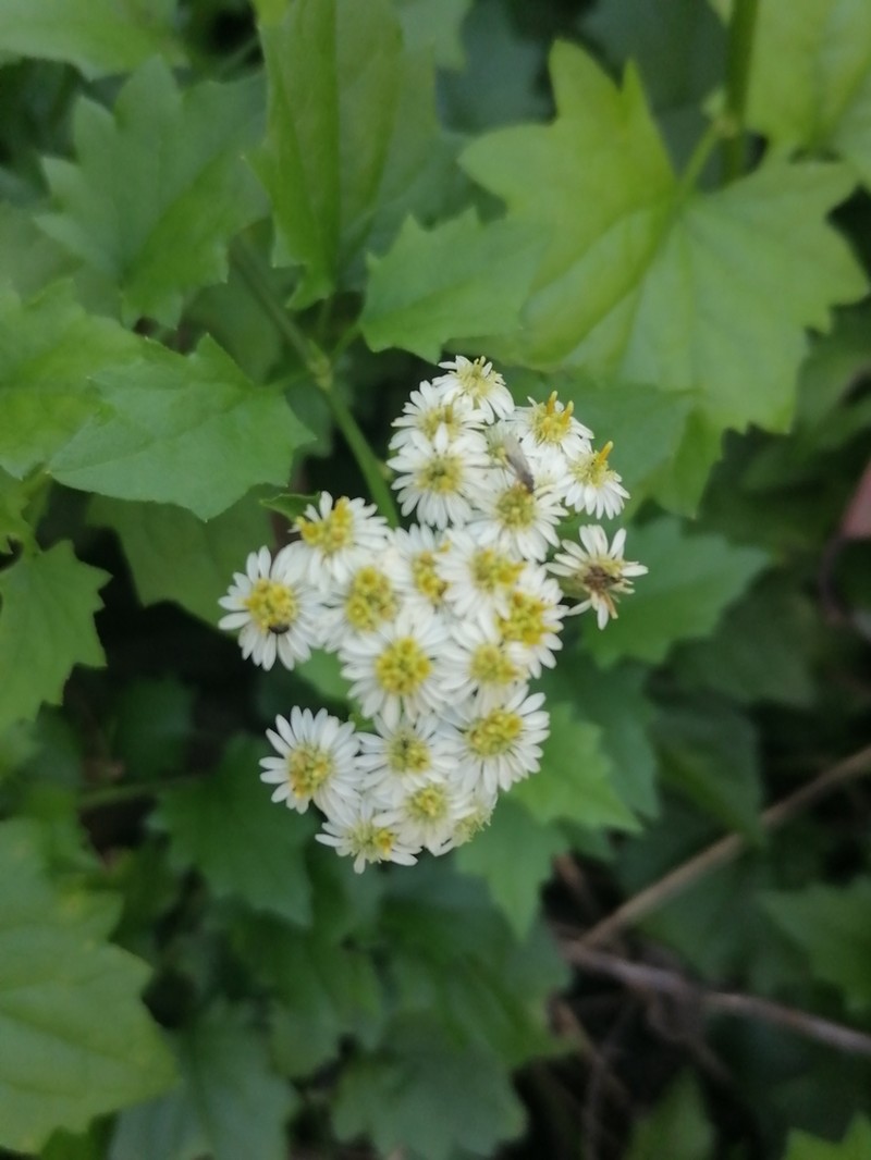Microglossa mespilifolia