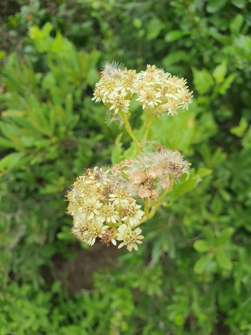 Microglossa mespilifolia photo 2