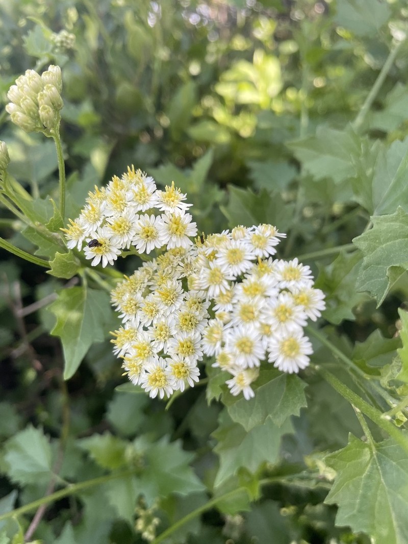 Microglossa mespilifolia photo 3