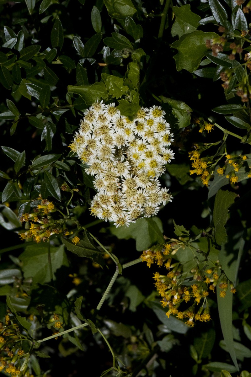 Microglossa mespilifolia photo 4